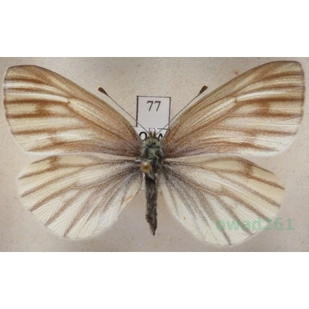 Pieris bryoniae (Hübner, 1806) female Bielinek bryonie Slovakia77